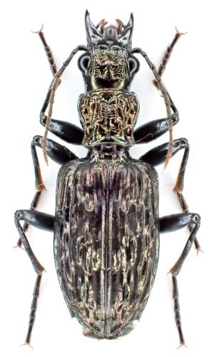 Catascopus mirabilis